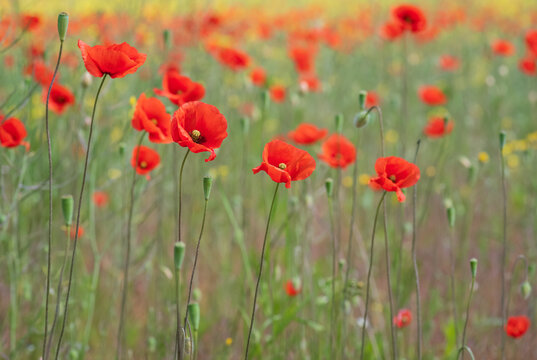 field of red poppies