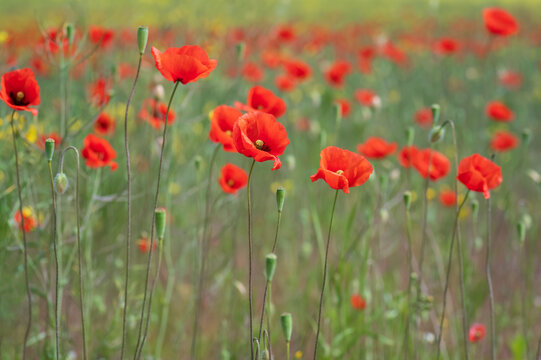 field of red poppies