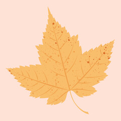 Vector illustration of autumn maple leaf in yellow and orange colours on a light beige background.