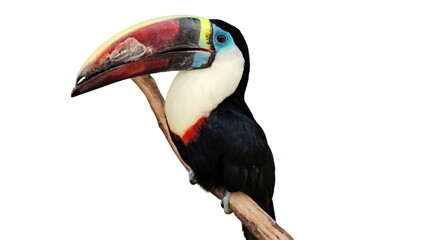 Photo of a striking Ramphastos tucanus perched gracefully on a branch, displaying its vibrant multicolored beak, vivid plumage, and bold markings, isolated on white background.
