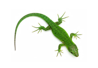 Fototapeta premium Lizard isolated on white background