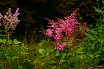 Pink astilbe flowers bloom in a lush garden with feathery plumes and foliage.