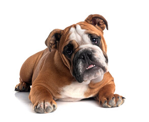 english bulldog in studio