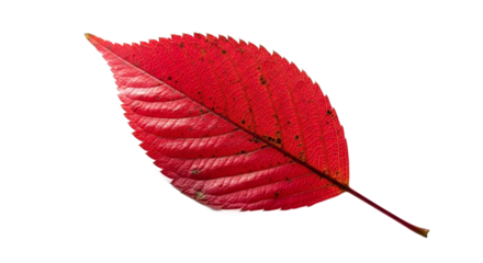 Red autumn leaf isolated on transparent background, a symbol of fall season