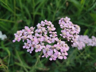 Summer flowers. Achillea millefolium. The beauty of nature.
