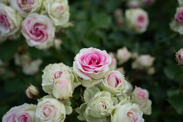 白とピンクのばら