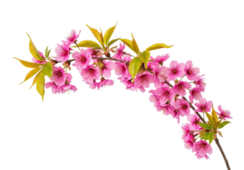Photorealistic macro close-up of a slender branch with fuchsia cherry blossoms and dewy new light green leaves, isolated on a transparent studio background. Concept of spring awakening and rebirth