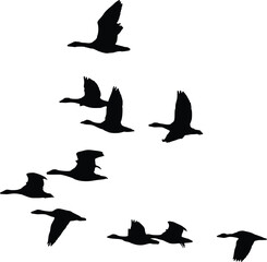 Flock of geese flying in formation across a bright sky, symbolizing freedom and migration.