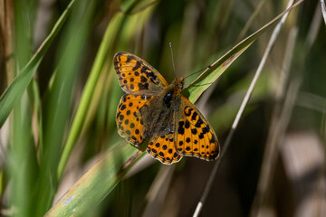 Butterfly Sitting On Grass