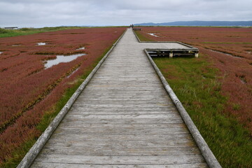 能取湖サンゴ草群落地 遊歩道