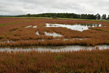 能取湖サンゴ草群落地