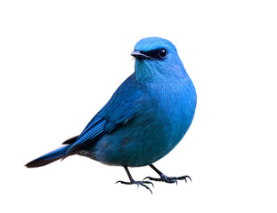 beautiful vivid blue bird isolated on white background, verditer flycatcher; Eumyias thalassinus