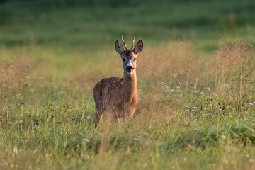 Young Deer In The Field