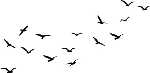 Obraz premium A flock of birds in silhouette gracefully soars across a clear sky.