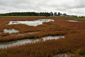 能取湖サンゴ草群落地