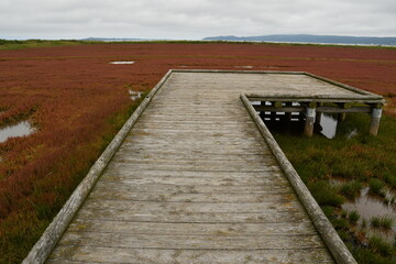 能取湖サンゴ草群落地 遊歩道