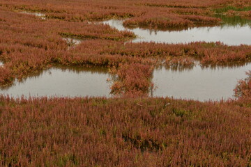 能取湖サンゴ草群落地