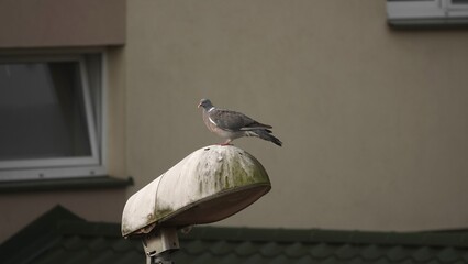 Gołąb stroszący piórka na lampie ulicznej © tomo81