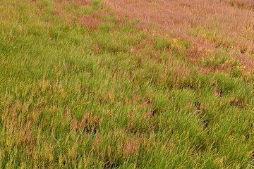 能取湖サンゴ草群落地