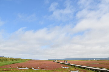 能取湖サンゴ草群落地