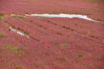 能取湖サンゴ草群落地