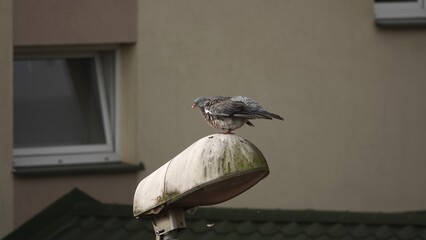 Gołąb stroszący piórka na lampie ulicznej © tomo81