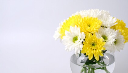 Yellow and white chrysanthemum background