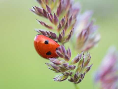 Seven-spot ladybird on Cock&rsquo;s-foot