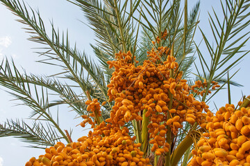 Closeup detail view of palm tree fronds with large bunch of ripening dates in foreground hanging