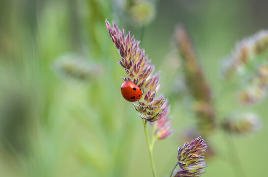 Seven-spot ladybird on Cock&rsquo;s-foot
