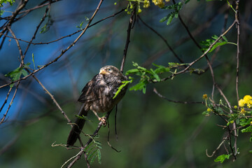 A vibrant Yellow billed babbler perched on a branch with sunrise shadows and blurred lush green with blue background.