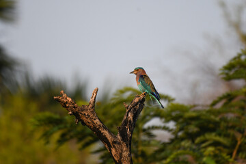 A beautiful Indian roller perched on a top of dry tree branch with lush green blurred and blue sky background.