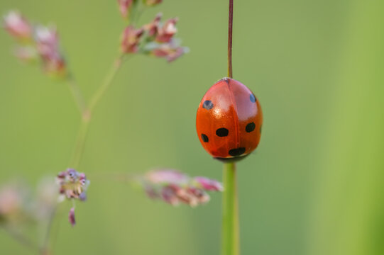 Seven-spot ladybird on Cock&rsquo;s-foot


