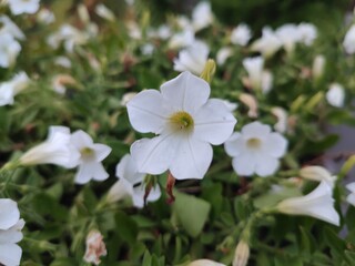 Summer flowers. Petunia. The beauty of nature.