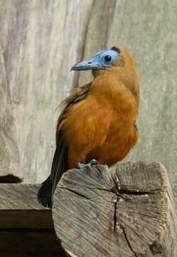capuchinbird