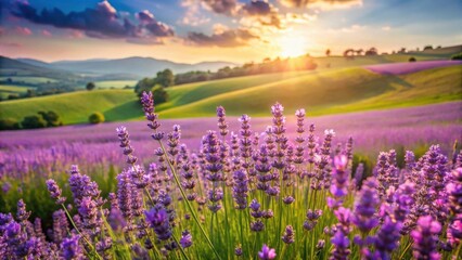 Fototapeta premium Serene Sunset Over Rolling Hills of Lavender Blossoms, Illuminating a Picturesque Landscape