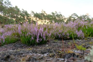 Wrzosowisko na piaszczystym terenie – fioletowe wrzosy wśród mchu i iglastych drzew w świetle poranka lub zmierzchu, Polska © FotoWave Dawid Nowak