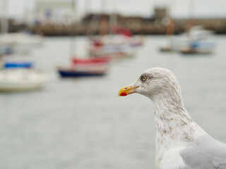 The European herring gull or simply herring gull (Larus argentatus) in a fishing port