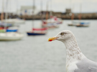The European herring gull or simply herring gull (Larus argentatus) in a fishing port