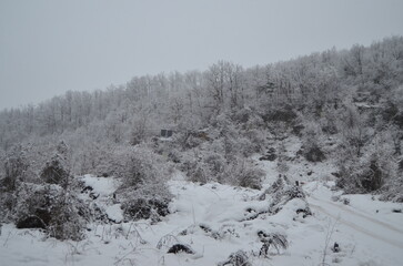 snow covered pine trees