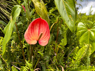 Red anthurium flower in tropical foliage

