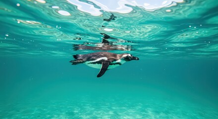 Obraz premium A penguin swimming gracefully underwater in clear turquoise ocean water near the surface