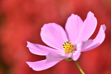 Fototapeta premium コスモスの花のクローズアップ 赤い背景 