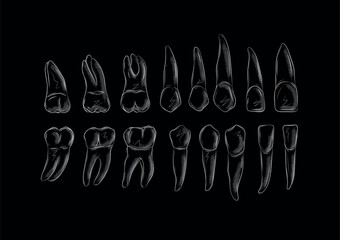 Types of human teeth collection illustration drawing in graphic style with white on black background.