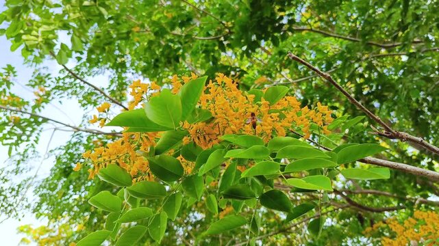 Golden-yellow Padack flowers bloom profusely, their stems and green foliage swaying gently in the countryside of Myanmar. Burmese water festival (Thingyan).