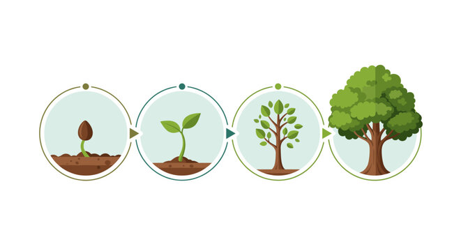 Watch a tree grow from seed to tree, illustrating growth and the life cycle of nature