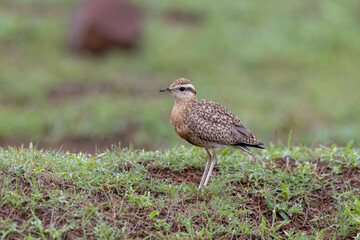 Indian courser (Cursorius coromandelicus) at Bhigwan, Maharashtra, India.
