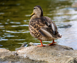 Mallard Duck Standing on Rock by the Water
