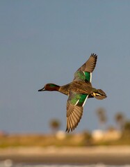 Obraz premium A duck in flight over the coast