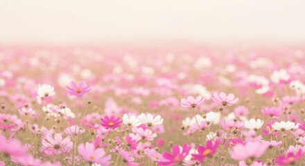 Obraz premium Pink and White Cosmos Flowers Blooming in Autumn Field